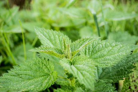3 macerati utili per la difesa naturale dell’orto 3 macerati utili per la difesa naturale dell’orto