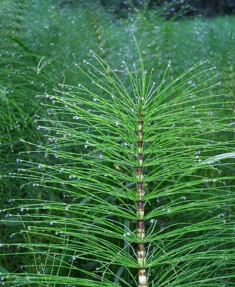 3 macerati utili per la difesa naturale dell’orto 3 macerati utili per la difesa naturale dell’orto