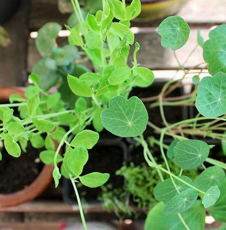 3 macerati utili per la difesa naturale dell’orto 3 macerati utili per la difesa naturale dell’orto