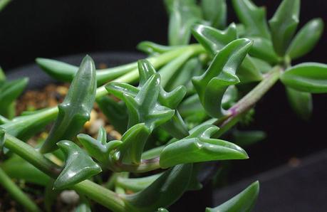Senecio peregrinus Senecio peregrinus