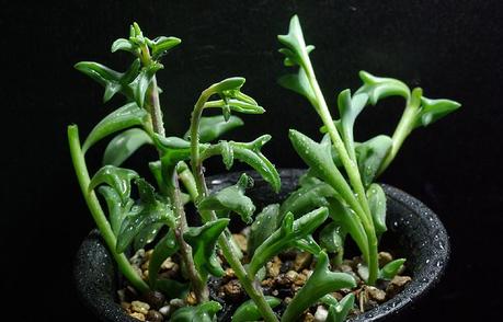 Senecio peregrinus Senecio peregrinus