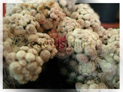 Mammillaria vetula ssp. gracilis cv. arizona snowcap Mammillaria vetula ssp. gracilis cv. arizona snowcap