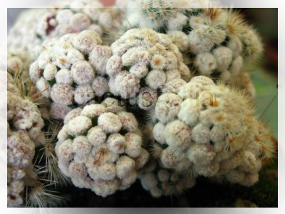 Mammillaria vetula ssp. gracilis cv. arizona snowcap Mammillaria vetula ssp. gracilis cv. arizona snowcap