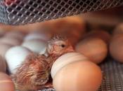 fatica venire mondo trouble with being born