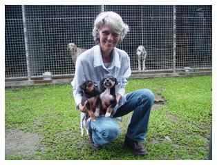 La disperata ricerca di veterinari per le Fiji Uno dei volontari dell'SPCA FIJI