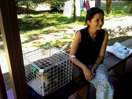 La disperata ricerca di veterinari per le Fiji Anna all'SPCA Nadi con Ska