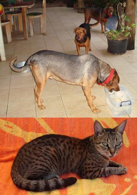 La disperata ricerca di veterinari per le Fiji Marfina e le 3 muche (Gonzo, Oro e Simo)