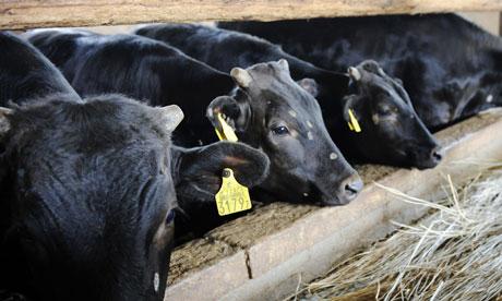 Cattle are fed after officials confirmed the hay was safe at a farm in Fukushima, Japan