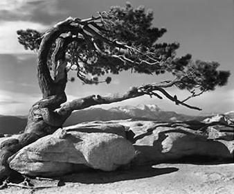 Ansel Adams, il fotografo dell’america polverosa