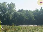 Mescolare zolle alle nuvole…la mungitura Villa Petriolo