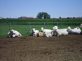 Attività all'aria aperta: agripanetteria