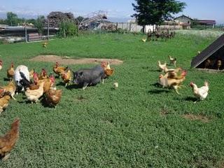 Attività all'aria aperta: agripanetteria