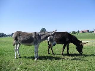 Attività all'aria aperta: agripanetteria