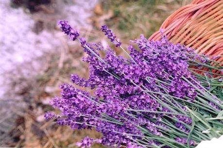 Composizione di lavanda