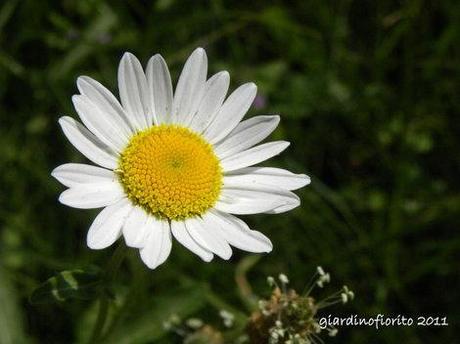 La margherita segue il sole