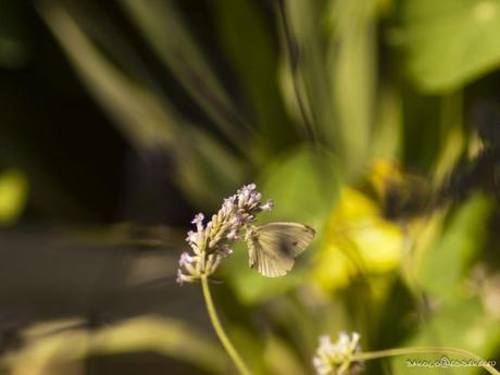 Api e Farfalle vs Lavanda