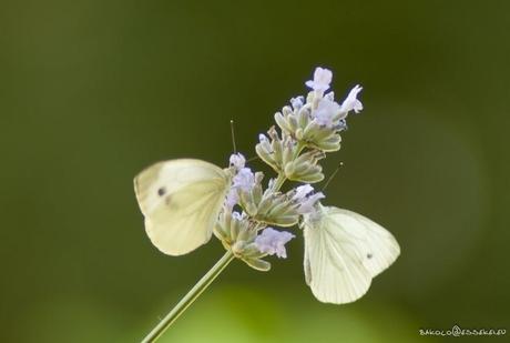 Api e Farfalle vs Lavanda