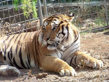 Angolo fotografico: zoo safari di Fasano e Alberobello