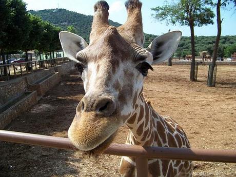 Angolo fotografico: zoo safari di Fasano e Alberobello