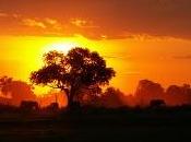 Magie africane, continente nero presenta grande varietà ambienti ecosistemi, molti quali sono unici mondo.