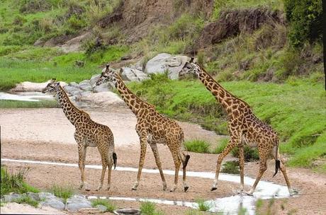 Magie africane, il continente nero presenta una grande varietà di ambienti ed ecosistemi, molti dei quali sono unici al mondo.