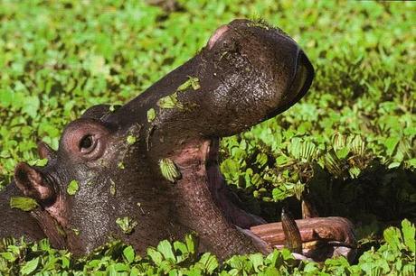 Magie africane, il continente nero presenta una grande varietà di ambienti ed ecosistemi, molti dei quali sono unici al mondo.