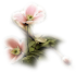 REBECCA BRANDEWYNE: Il fiore dell'estasi