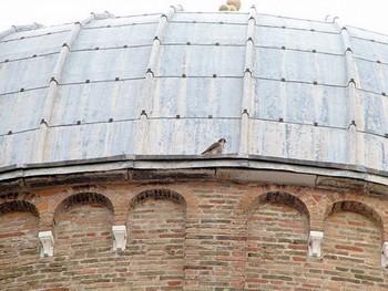 Se il falco pellegrino prende casa a Venezia