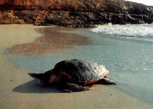 Estate 2011: 5 nuovi nidi di tartarughe marine
