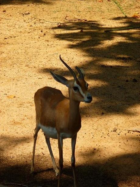 Noi, i ragazzi dello zoo di Barcellona