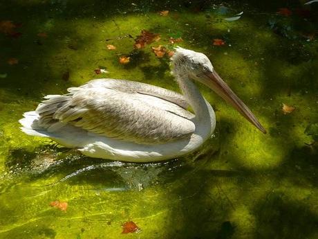 Noi, i ragazzi dello zoo di Barcellona