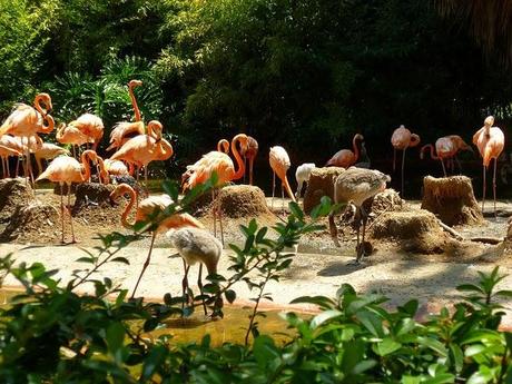 Noi, i ragazzi dello zoo di Barcellona