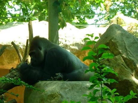 Noi, i ragazzi dello zoo di Barcellona