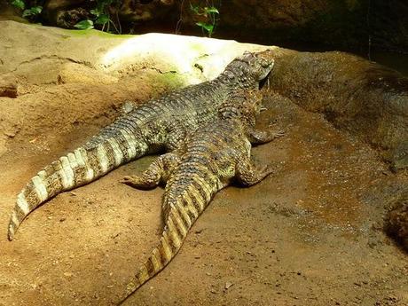 Noi, i ragazzi dello zoo di Barcellona