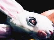 Galleria Toledo: nuova stagione Shakespeare drag-queen