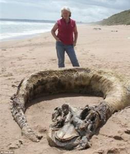 E una balena il “mostro di Aberdeen”