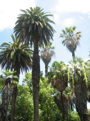 giardino botanico - lisbona