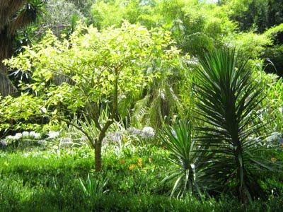 giardino botanico - lisbona