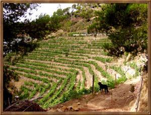 Rossese di Dolceacqua Poggi dell’Elmo 2010