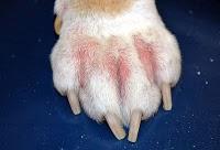 DERMATITE ATOPICA NEL CANE :LA TERAPIA NATURALE CONSULENZA VETERINARIA ON LINE