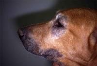 DERMATITE ATOPICA NEL CANE :LA TERAPIA NATURALE CONSULENZA VETERINARIA ON LINE