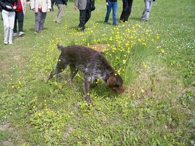 I nostri amici animali. Non abbandoniamoli