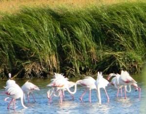 I Fenicotteri Rosa, Sa Genti Arrubia di Sardegna eleonora redazione@mediterranews.org