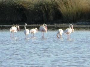 I Fenicotteri Rosa, Sa Genti Arrubia di Sardegna eleonora redazione@mediterranews.org