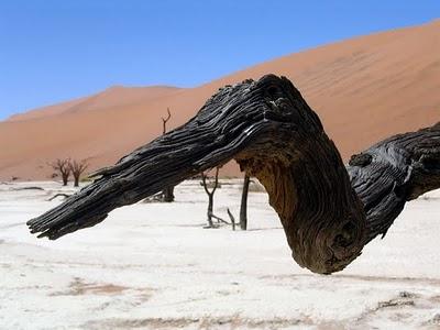 alberi Deadvlei