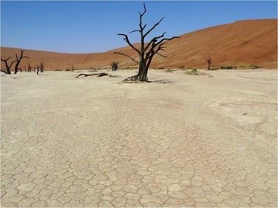 alberi Deadvlei