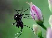 Zanzara tigre, ancora possibile godersi proprio giardino?