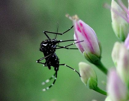 Zanzara tigre, Ã¨ ancora possibile tornare godersi il proprio giardino?