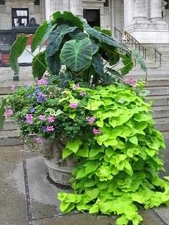 La decorazione nei cimiteri della Sicilia con la Batata del Salento leccese (Ipomoea batatas L.)