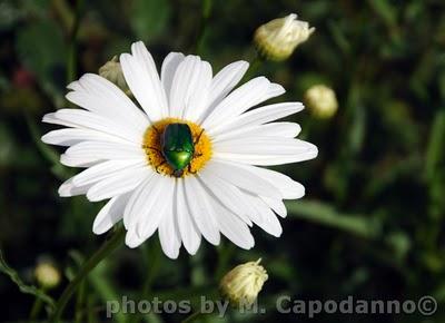 LE MARGHERITE IN FIORE....